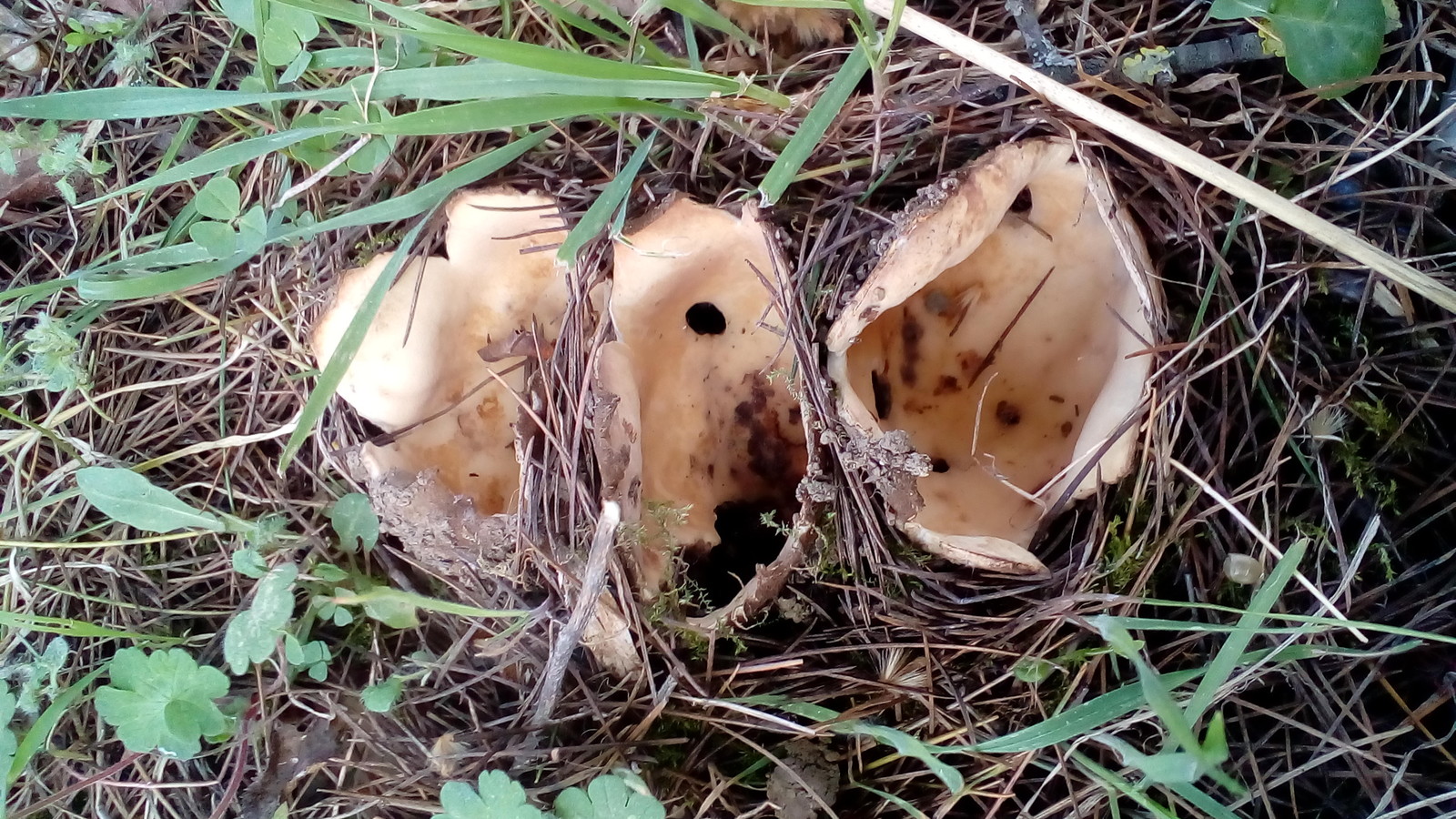 Hole mushrooms have grown in the garden. Or maybe it's the aliens hatched? - My, Mushrooms, Spring, Longpost