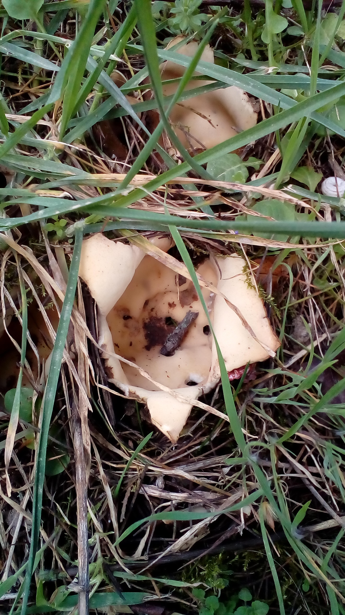 Hole mushrooms have grown in the garden. Or maybe it's the aliens hatched? - My, Mushrooms, Spring, Longpost