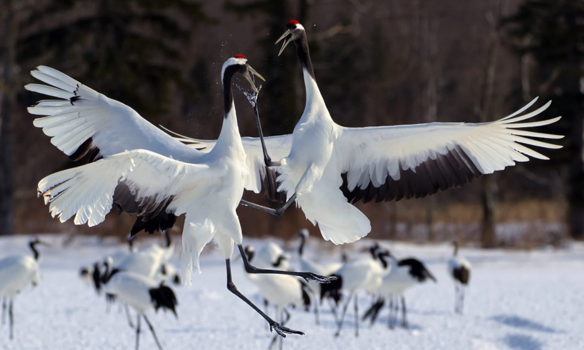 Kung Fu: White Crane Style - Kung Fu, Nature, The photo, 