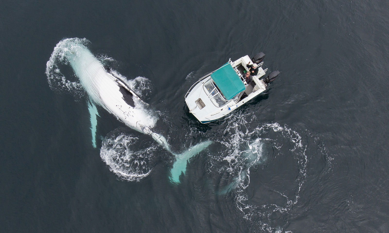 humpback whale and boat - Australia, Animals, Whale, Quadcopter, Water, The photo