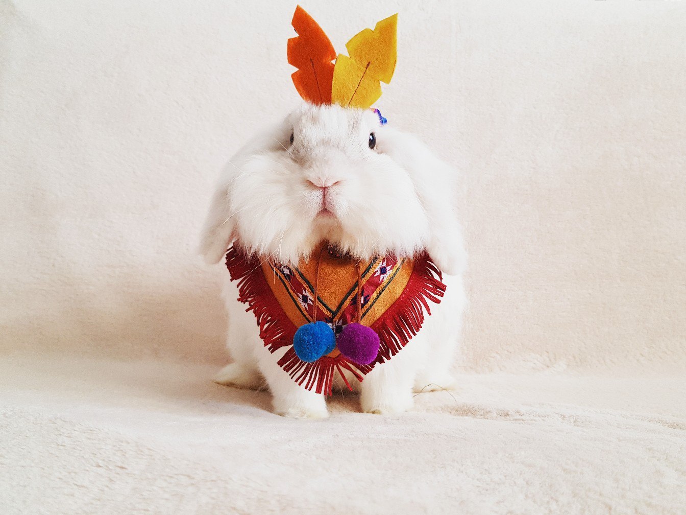 Wool Indian - Rabbit, Milota, The photo, Animals, Costume, , Longpost