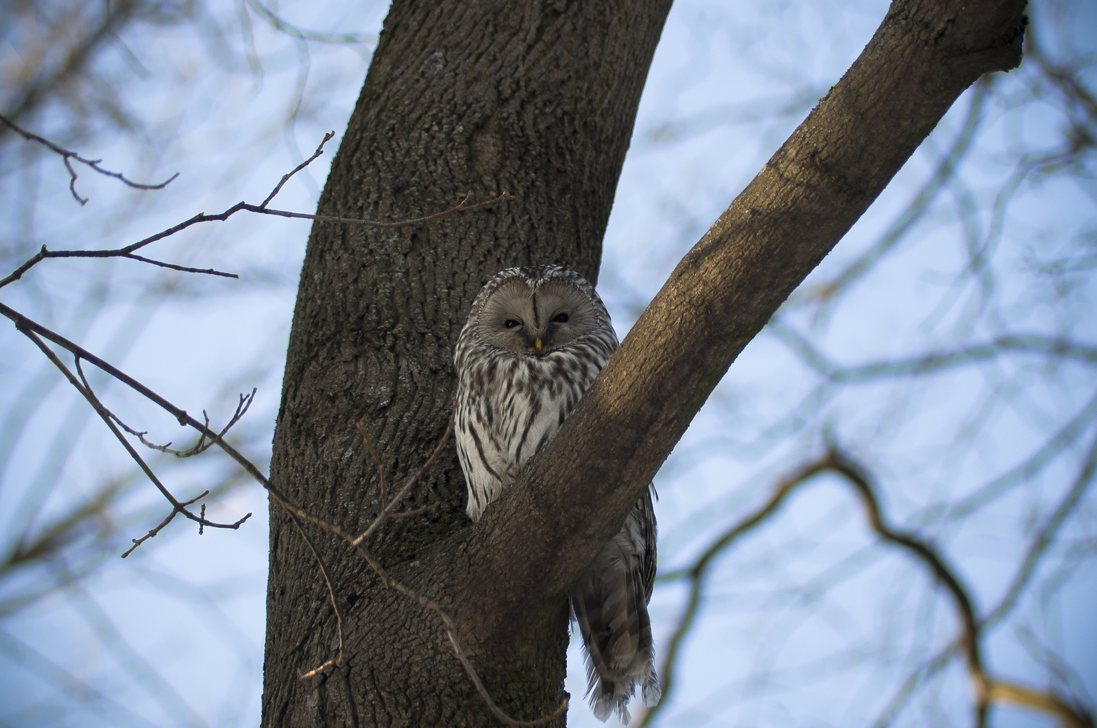 Long-tailed owl - My, Owl, Tawny owl, Long-tailed owl, Birds, Predator birds, Paws, Photo hunting, Longpost