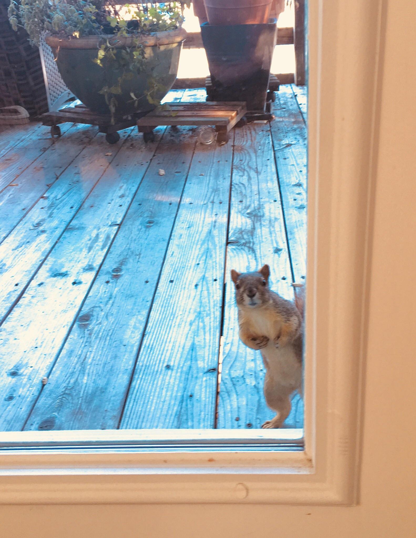 Today a squirrel came to me - Squirrel, Guests, The photo, Reddit