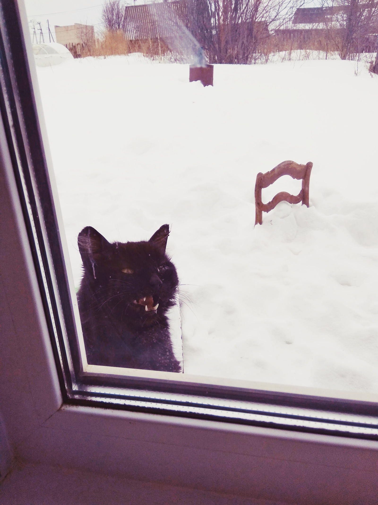 When I was about to eat - My, cat, Food, Spy, let me in, Longpost