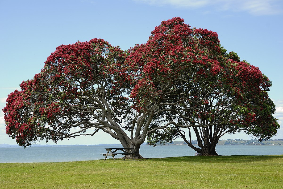 The unique flora and fauna of New Zealand - New Zealand, Nature, Animals, Flora, Fauna, Travels, Longpost, The photo