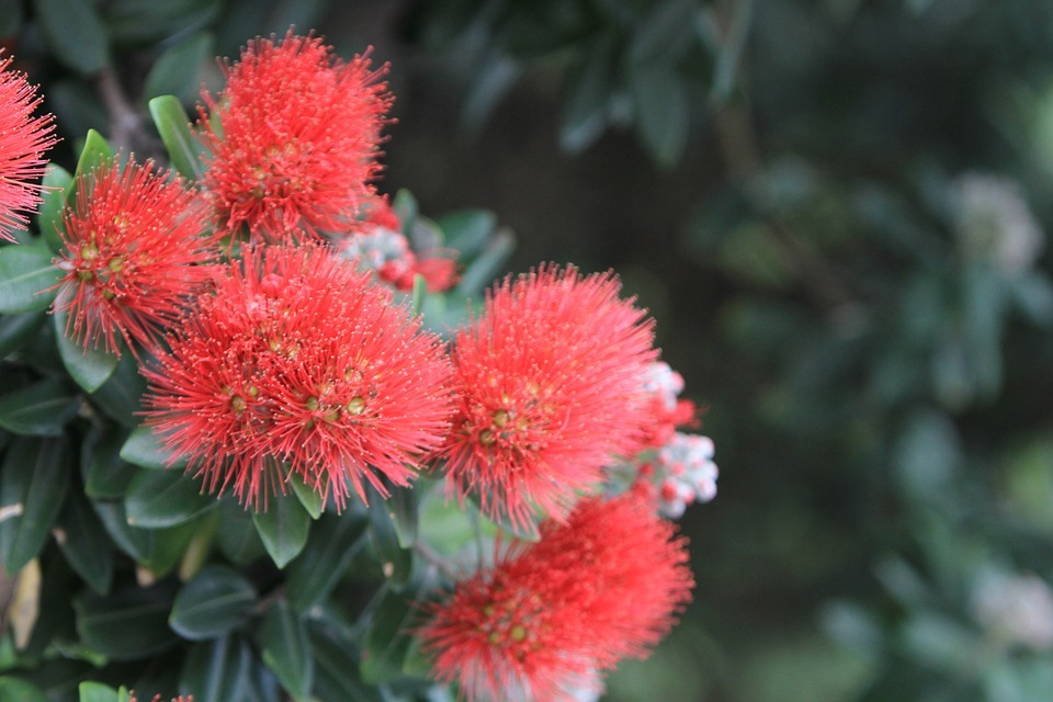 The unique flora and fauna of New Zealand - New Zealand, Nature, Animals, Flora, Fauna, Travels, Longpost, The photo