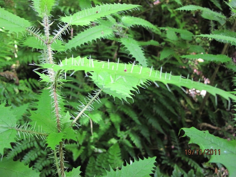 The unique flora and fauna of New Zealand - New Zealand, Nature, Animals, Flora, Fauna, Travels, Longpost, The photo