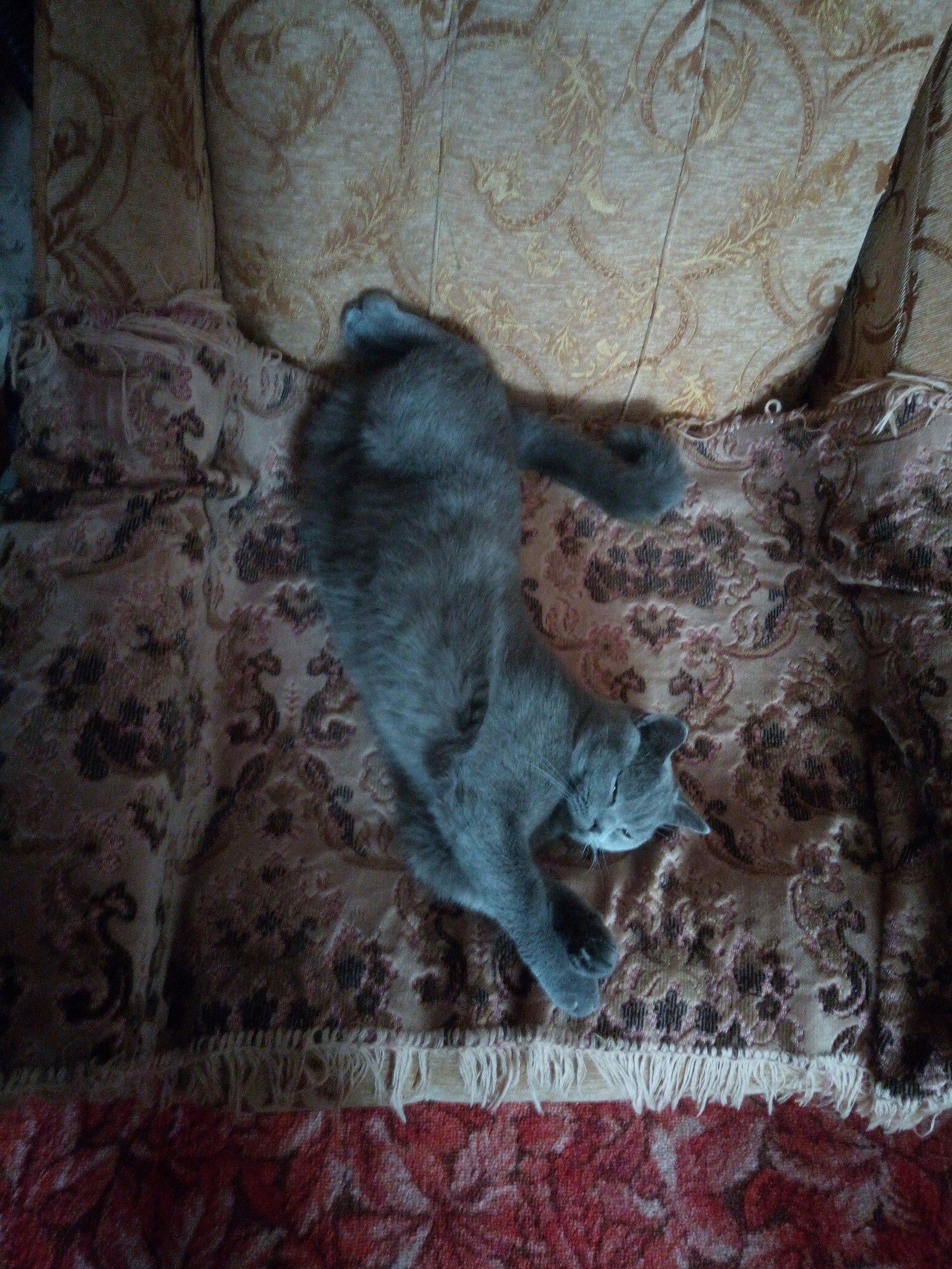 Sleeping cat, well, or almost) - My, cat, Dream, Longpost