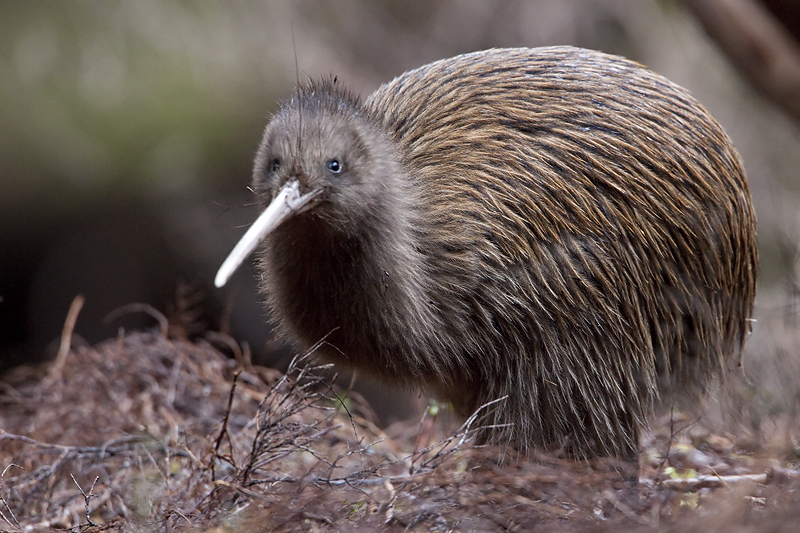 The unique flora and fauna of New Zealand - New Zealand, Nature, Animals, Flora, Fauna, Travels, Longpost, The photo