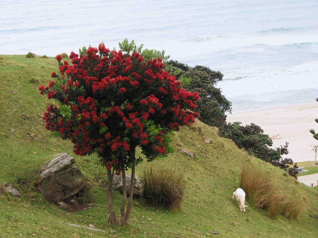 The unique flora and fauna of New Zealand - New Zealand, Nature, Animals, Flora, Fauna, Travels, Longpost, The photo