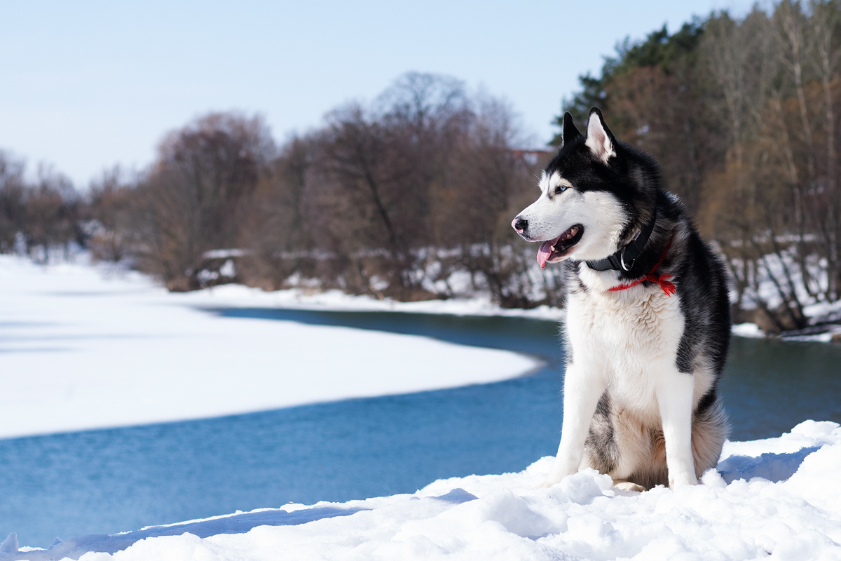 Alaskan Malamute named Hunter. - My, Dog, Alaskan Malamute, Animalistics, Longpost