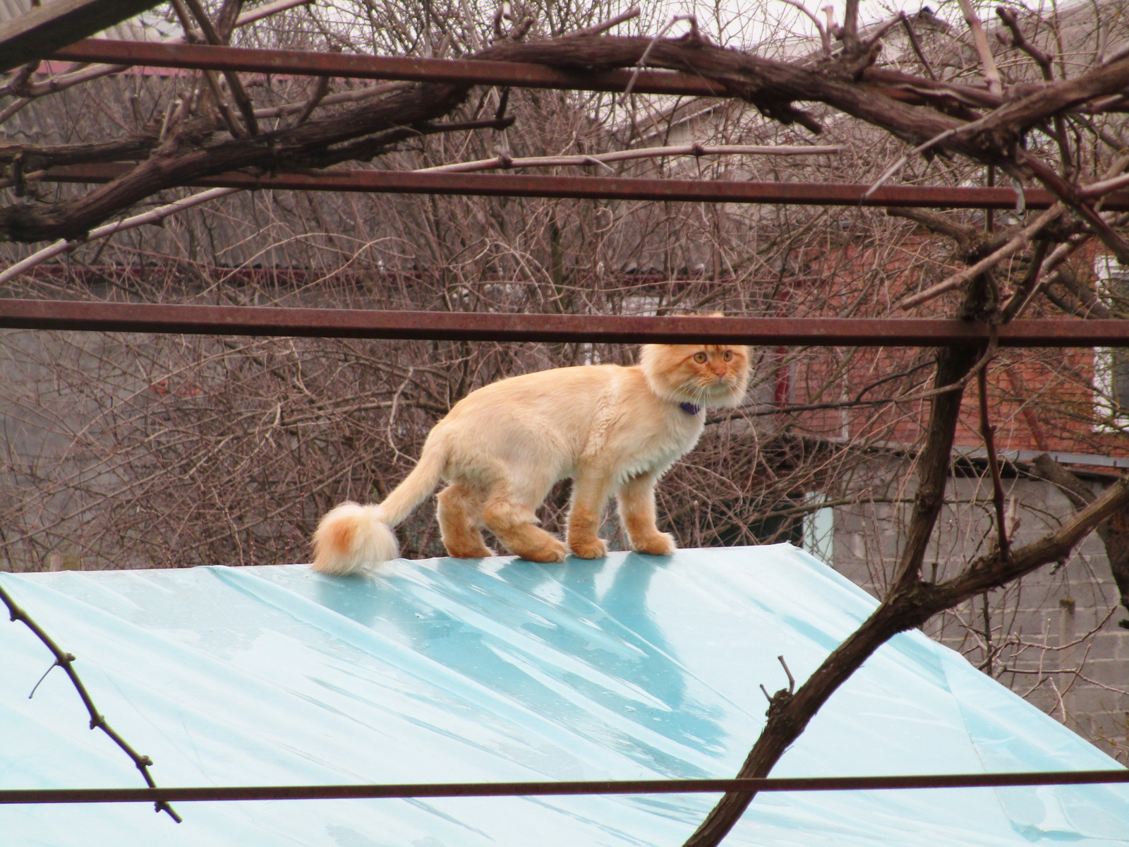 Lyovushka got a haircut - My, The photo, cat, Стрижка