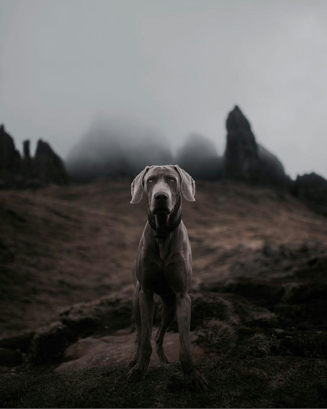 Now put your reality aside and plunge into the magic of dark Scotland. - Scotland, The mountains, Longpost, Nature, Animals, Magic, The photo