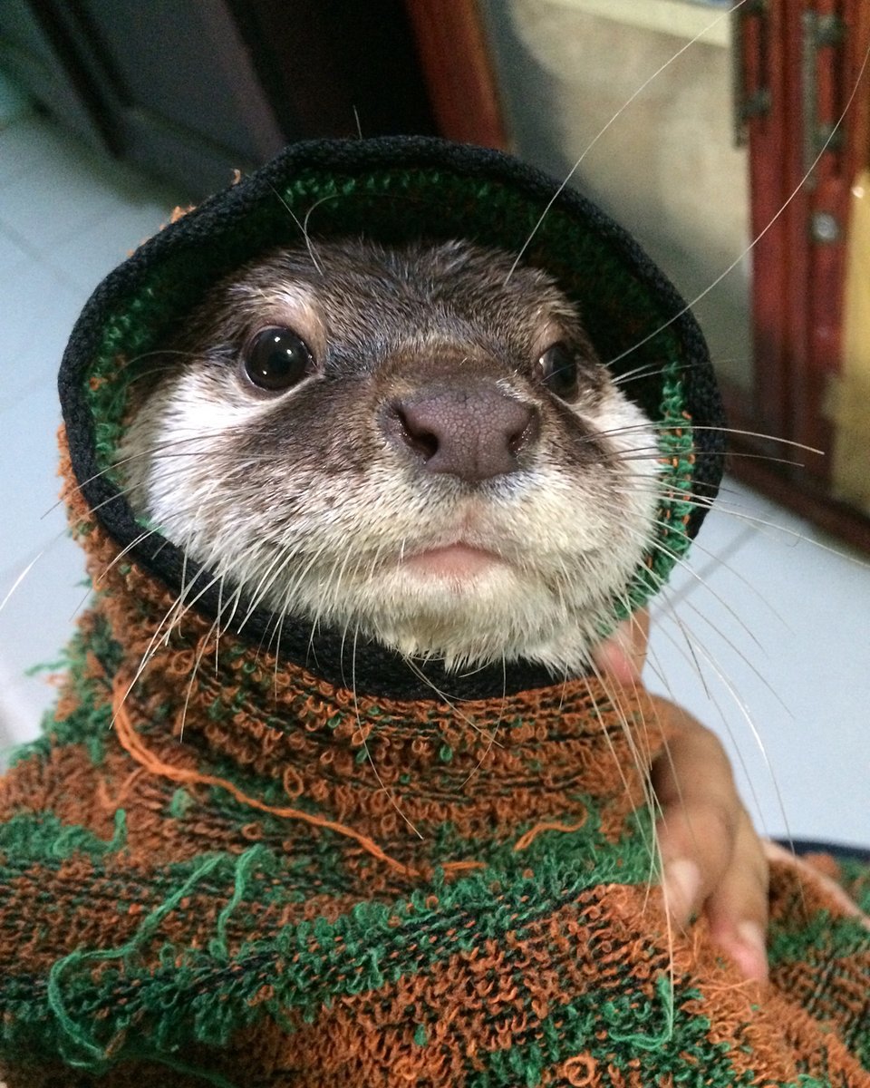 Otter :3 - Otter, Milota, Longpost, The photo