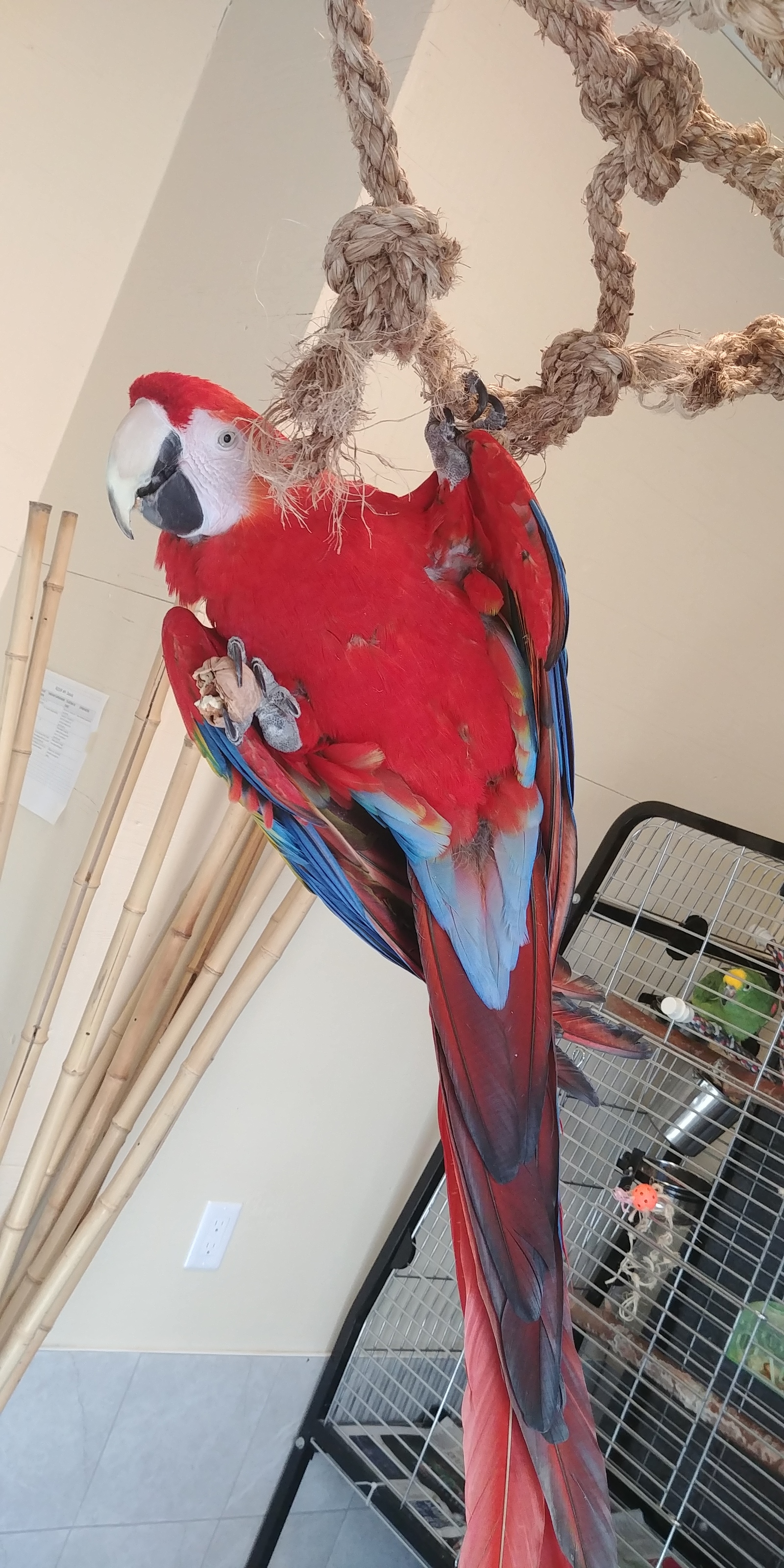 A pair of parrots from this week's volunteering - My, A parrot, Macaw parrots, Cockatoo, Longpost