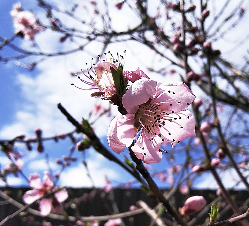 Peach blossoms in my garden - My, Flowers, Peach, Plants, Spring, Peaches