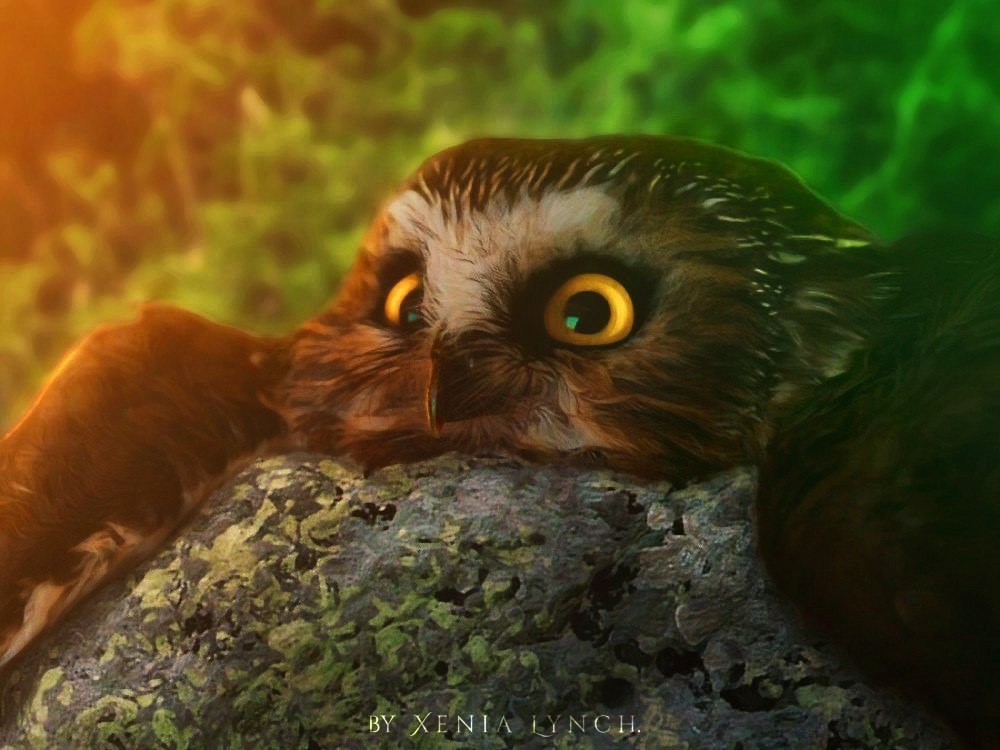 Owl PicsArt - Моё, Xenialynch, Сова, Picsart