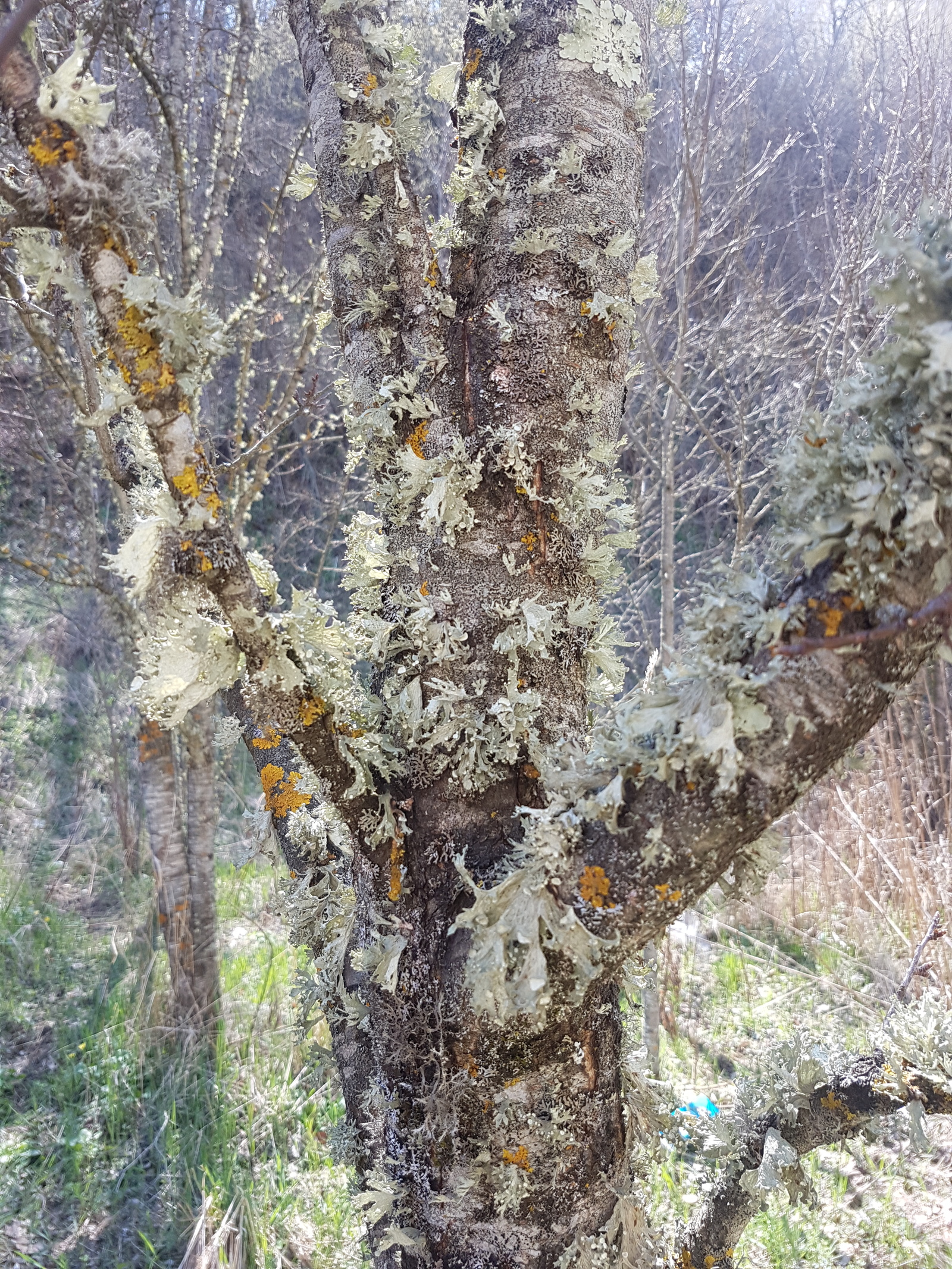 Part of the crew is part of the ship. - My, Nature, Tree, Forest, Part of the ship part of the crew