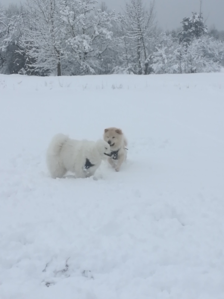 Dog friendship, walk in the forest) - My, Milota, Dog, Dog days, Games, Chow Chow, Longpost