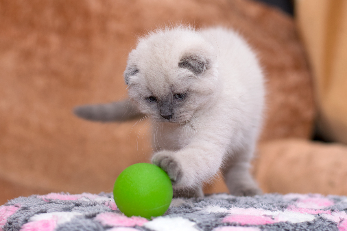 Scottish fold kitten. - My, cat, Scottish lop-eared, Longpost, Fatigue, Animalistics