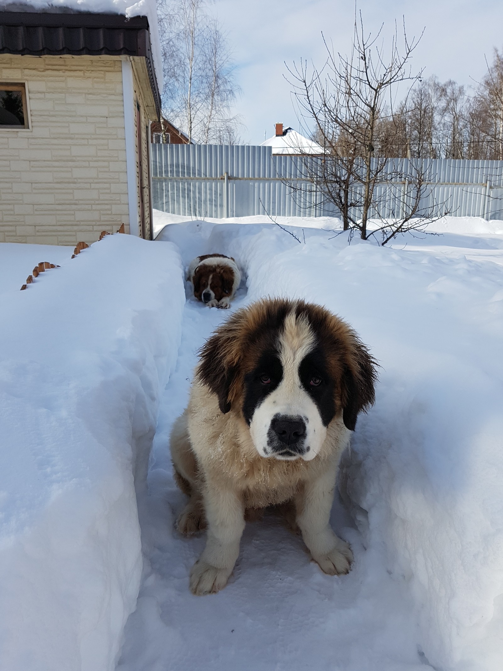 Guard.... - Dog, Moskovskaya storozhevaya, Dream