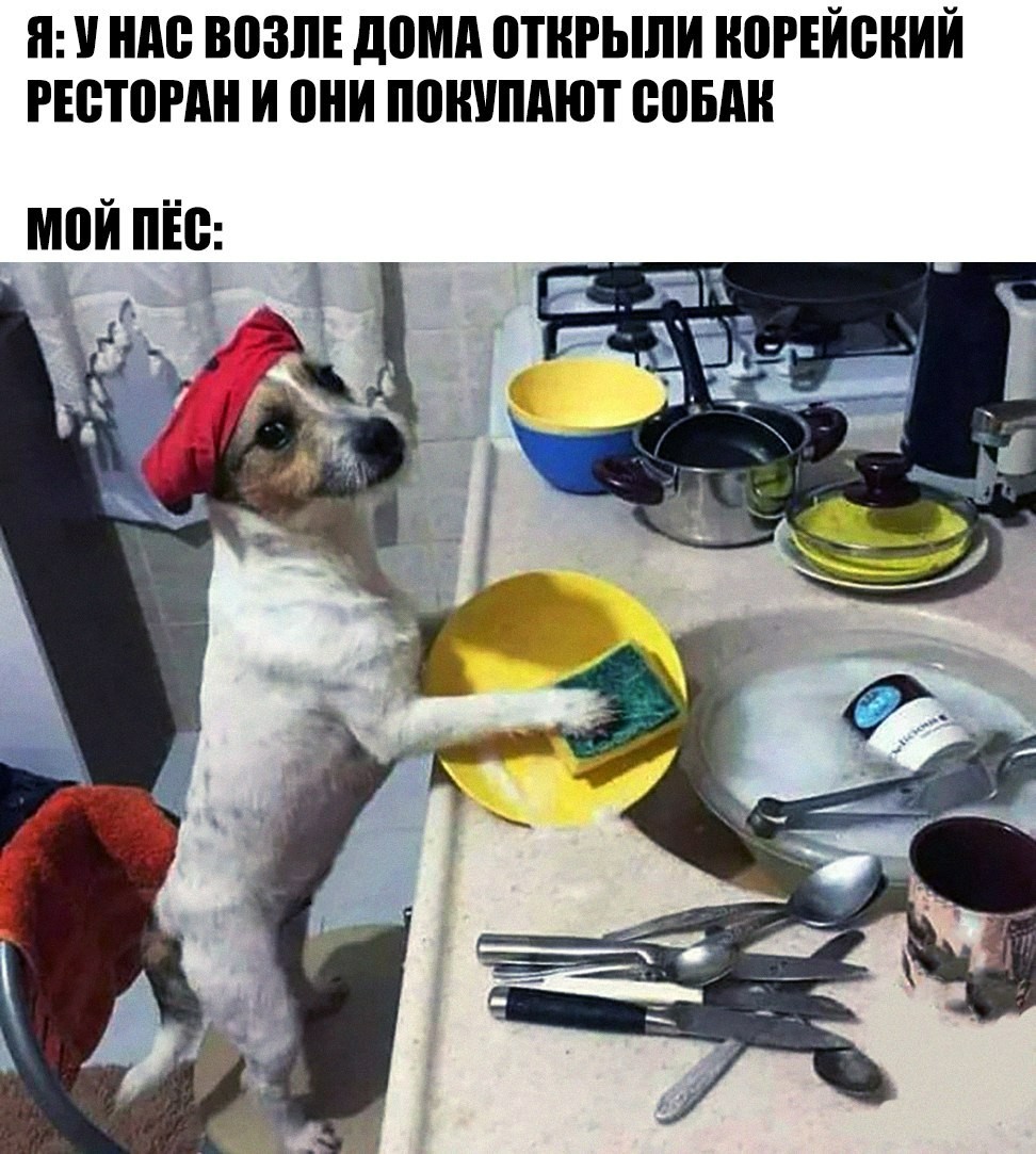 Умный пёсик - Собака, Корейцы, Посуда, Картинка с текстом