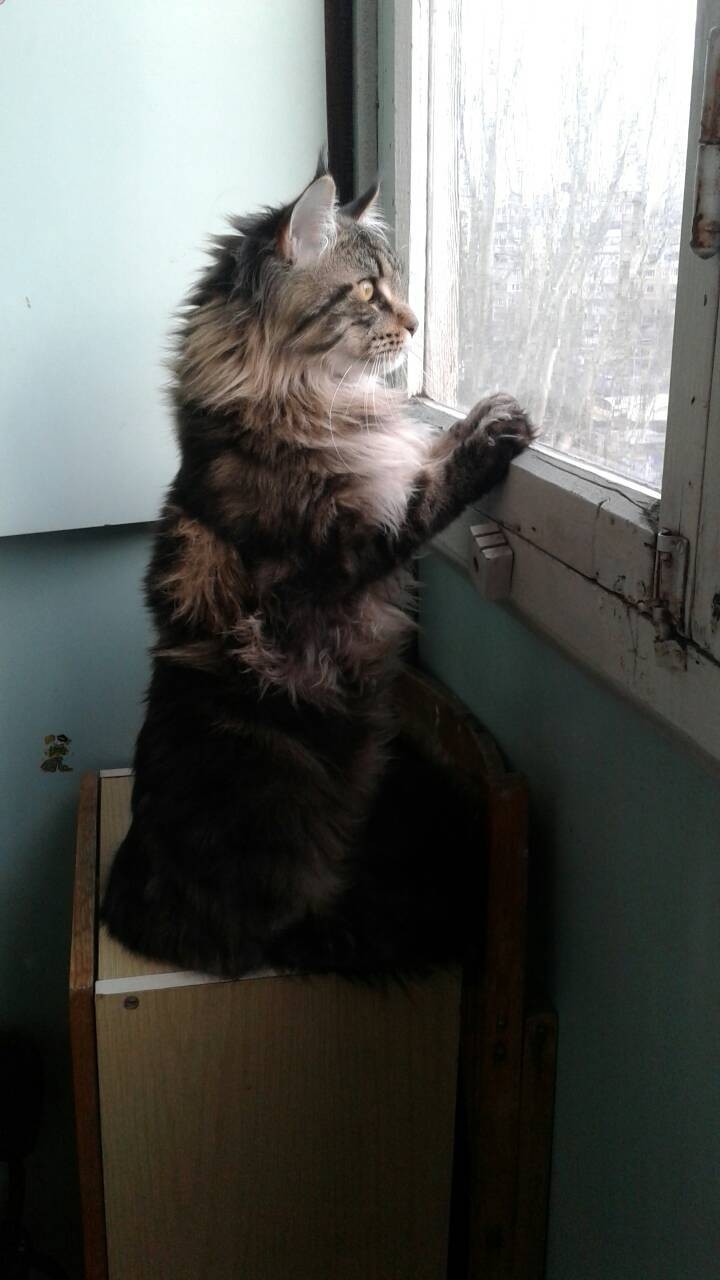 The longing of a prisoner of the Chateau d'If - My, Catomafia, Morning, Sadness, Balcony, cat