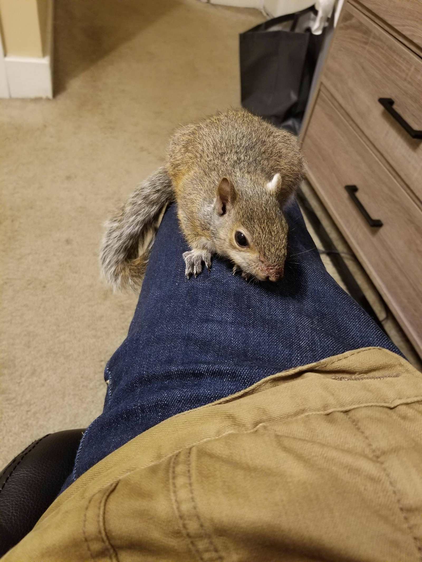 I saved a squirrel that was attacked by a cat and now she won't leave me alone. I have no idea what to do now. - Reddit, Squirrel, The photo, The rescue, cat