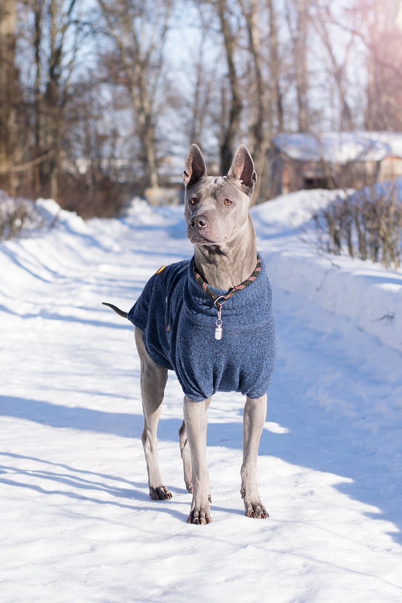 Thai Ridgeback. - My, Dog, Thai Ridgeback, Animalistics, Longpost