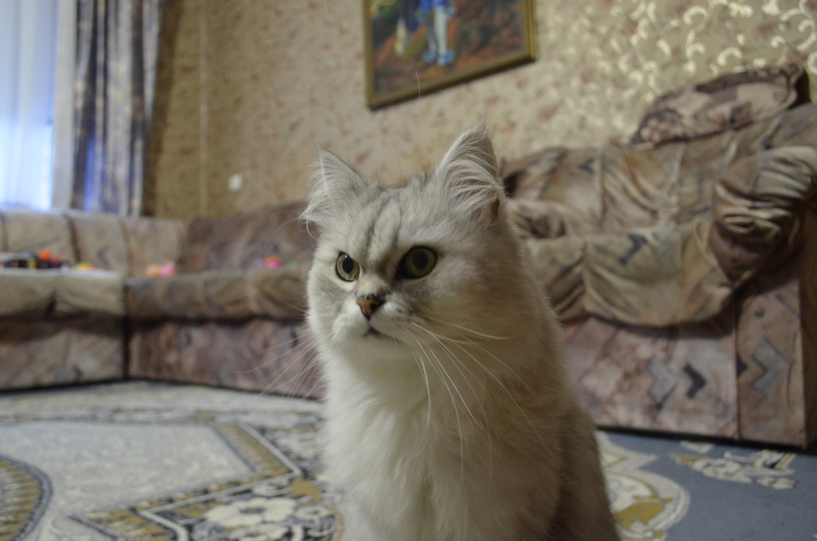 My Cat (Masik) - My, cat, Animals, Kisiki, Pet, Handsome men, Fluffy, Longpost, Pets