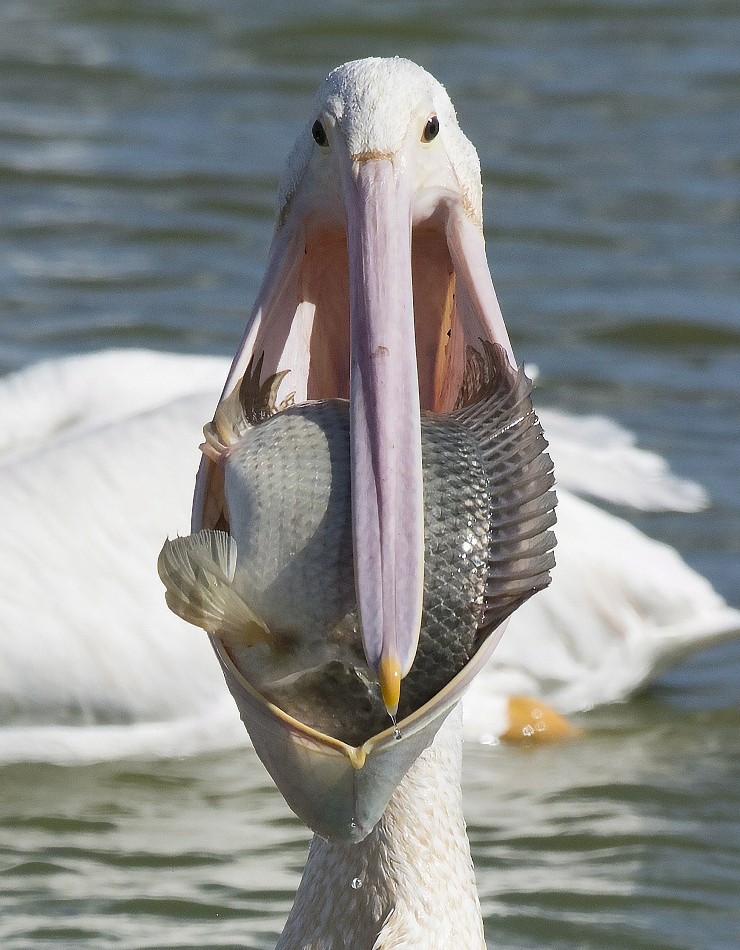 catch - Pelican, Fishing, The photo, Birds