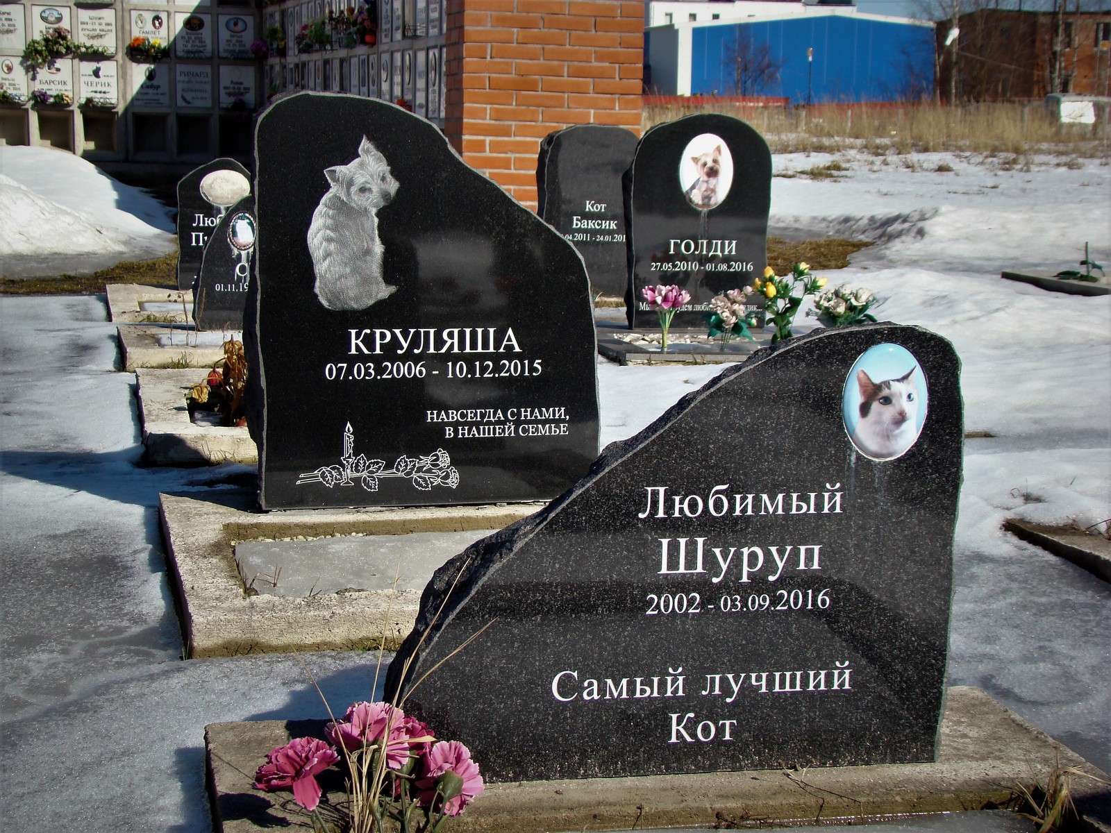 Pet cemetery - My, Cemetery, Pets, Saint Petersburg, Cats and dogs together, Longpost, The photo, Monument