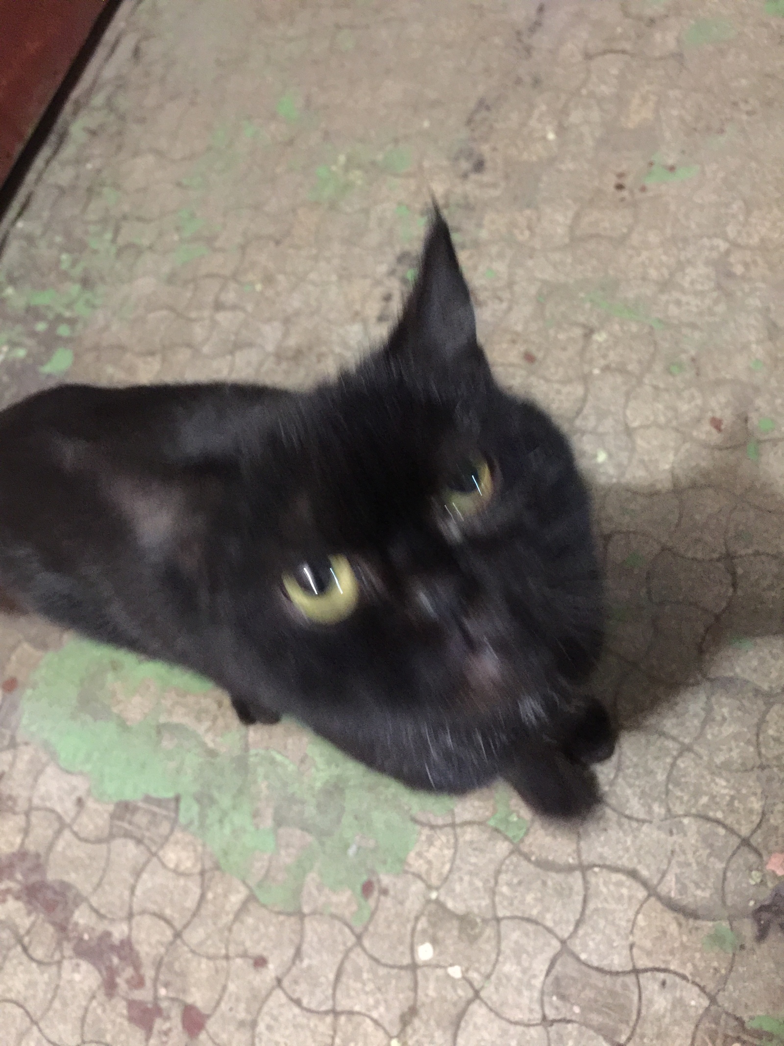 Affectionate kitty is looking for a house. Moscow. There was a young cat in the yard. Noble British blood flows in her, judging by her muzzle. Very affectionate. - My, Moscow, cat, Lost, Longpost, No rating