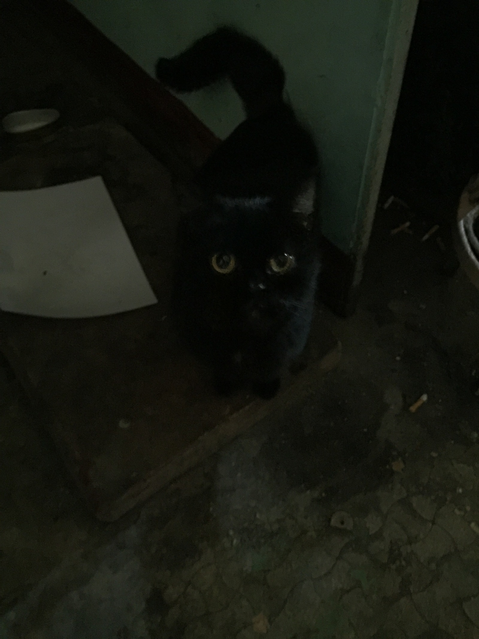 Affectionate kitty is looking for a house. Moscow. There was a young cat in the yard. Noble British blood flows in her, judging by her muzzle. Very affectionate. - My, Moscow, cat, Lost, Longpost, No rating