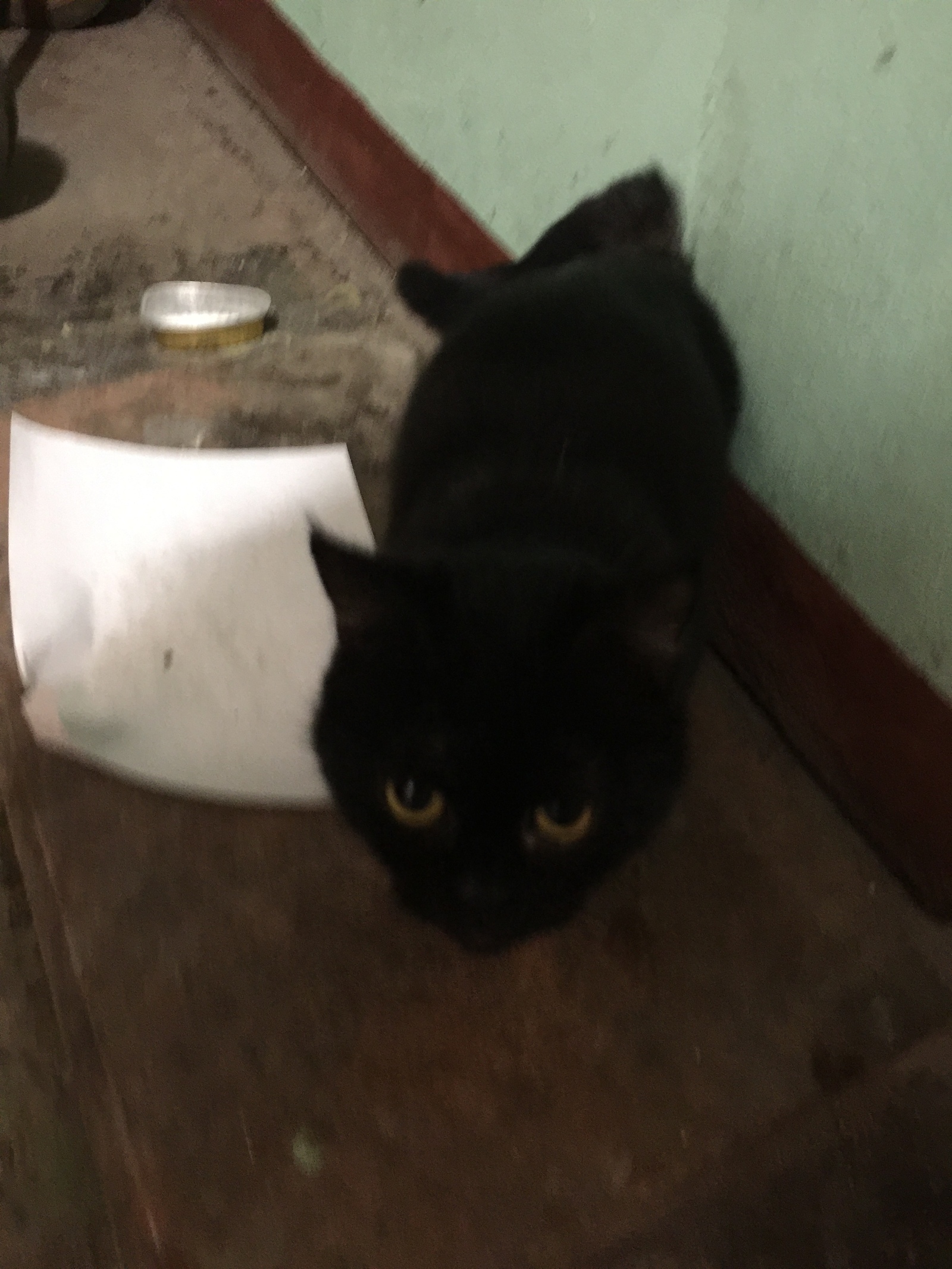 Affectionate kitty is looking for a house. Moscow. There was a young cat in the yard. Noble British blood flows in her, judging by her muzzle. Very affectionate. - My, Moscow, cat, Lost, Longpost, No rating