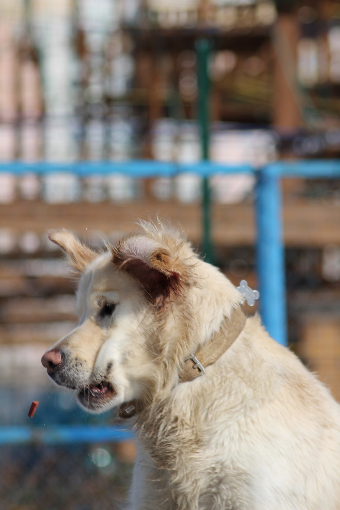 Photogenic 100% - My, Dog, Walk, The photo