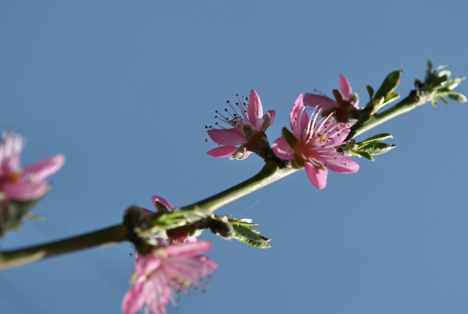 Spring mood - My, Flowers, Kid, Bees, Garden, Spring, Longpost