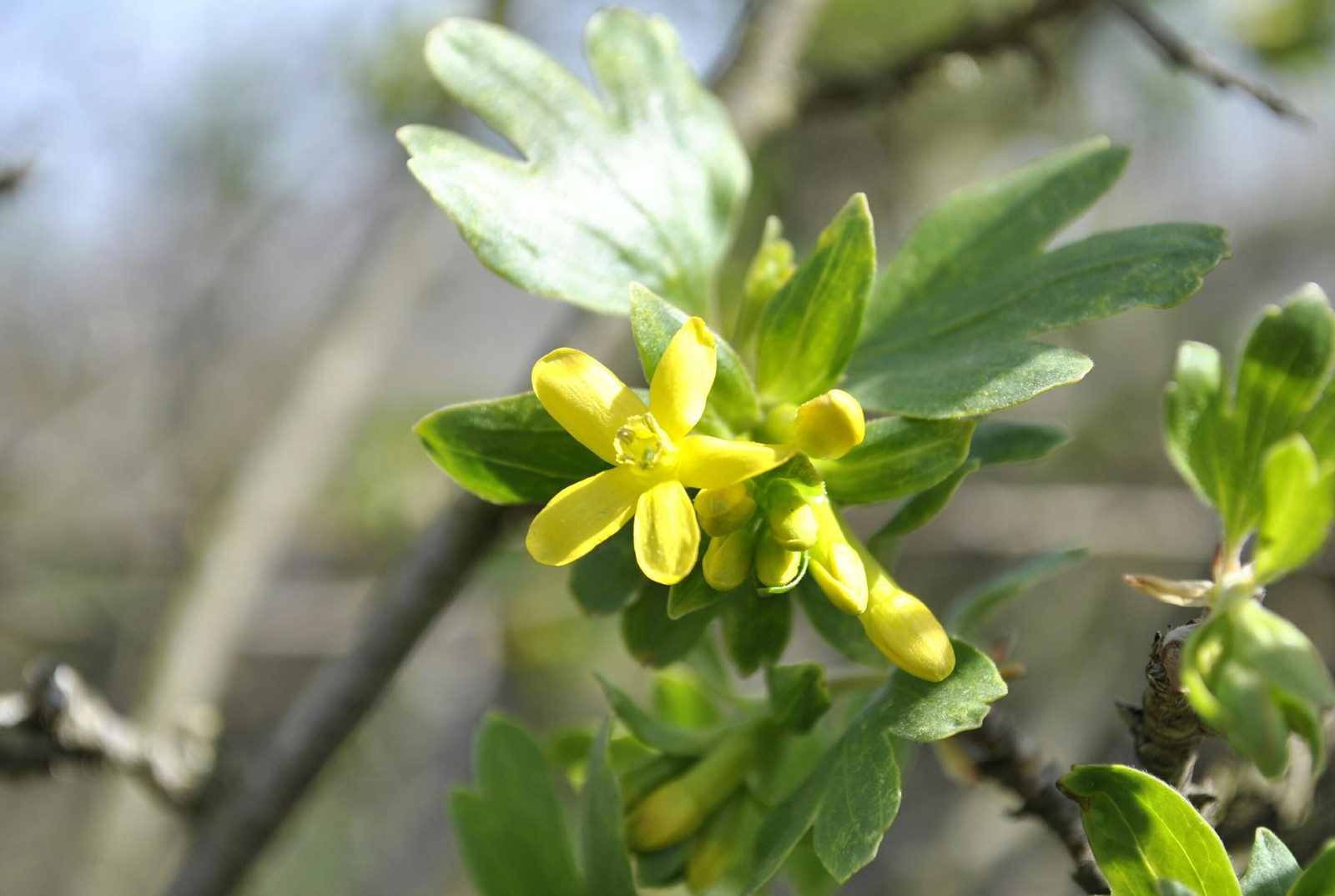 Spring mood - My, Flowers, Kid, Bees, Garden, Spring, Longpost