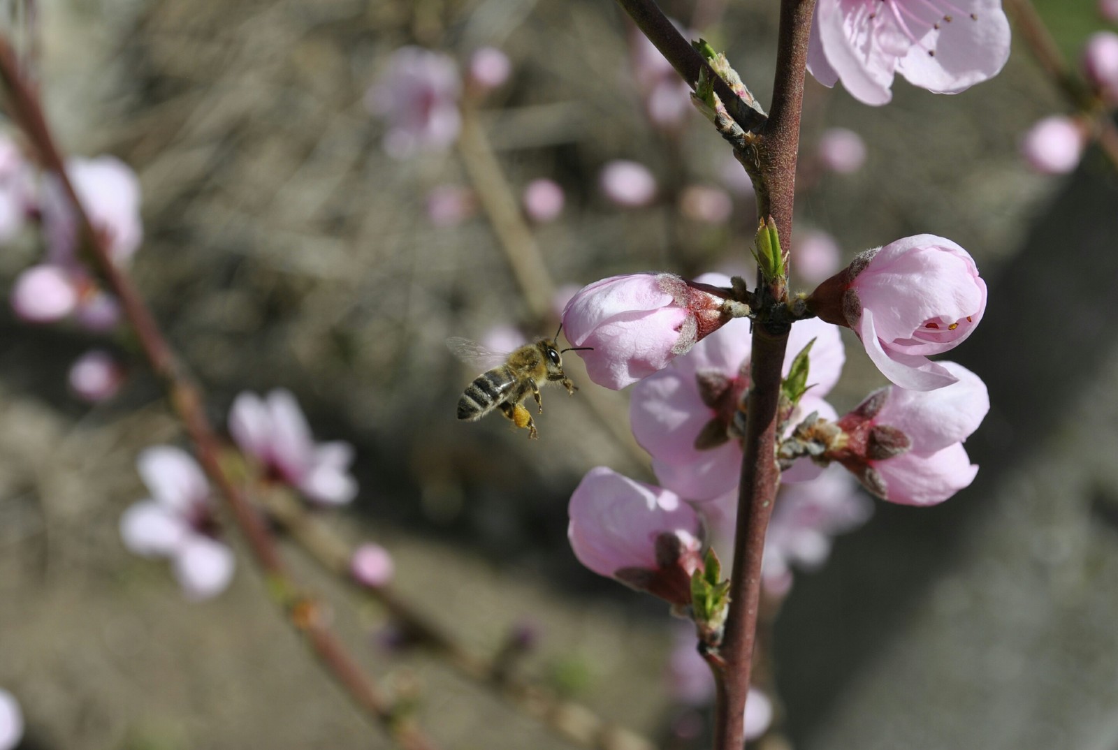 Spring mood - My, Flowers, Kid, Bees, Garden, Spring, Longpost