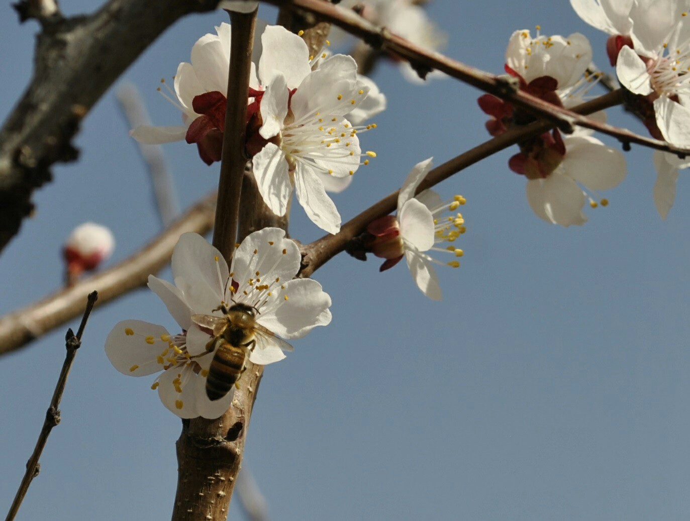 Spring mood - My, Flowers, Kid, Bees, Garden, Spring, Longpost