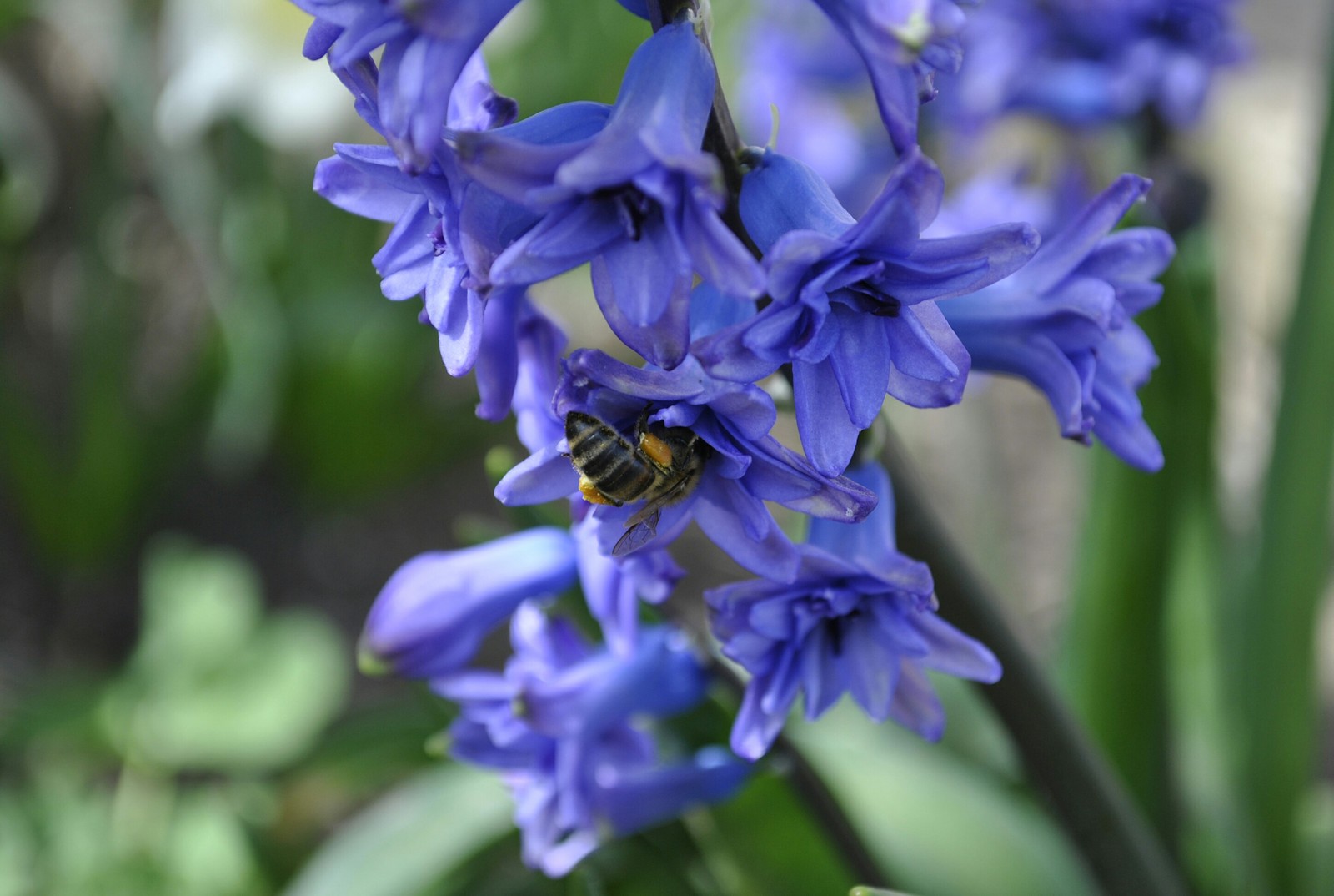 Spring mood - My, Flowers, Kid, Bees, Garden, Spring, Longpost