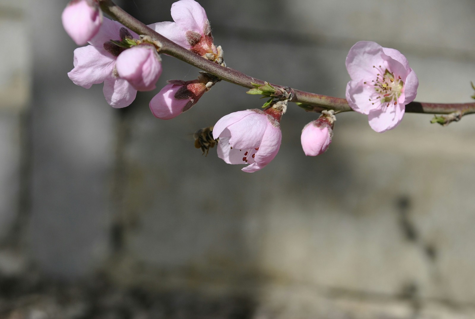 Spring mood - My, Flowers, Kid, Bees, Garden, Spring, Longpost