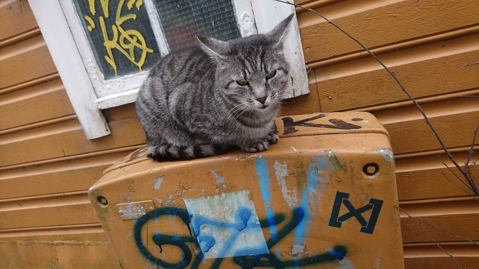 I take the long way to work to pet this grumpy guy - cat, Catomafia, Animals, Milota, Reddit