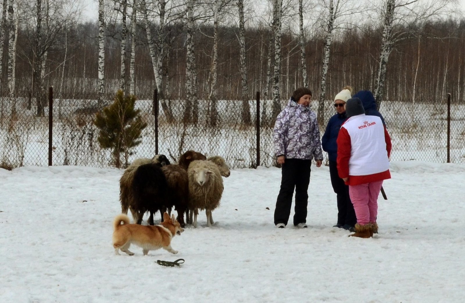 Корги по пятницам, часть рабоче-тестировочная - Моё, Собака, Корги, Пастух, Видео, Длиннопост