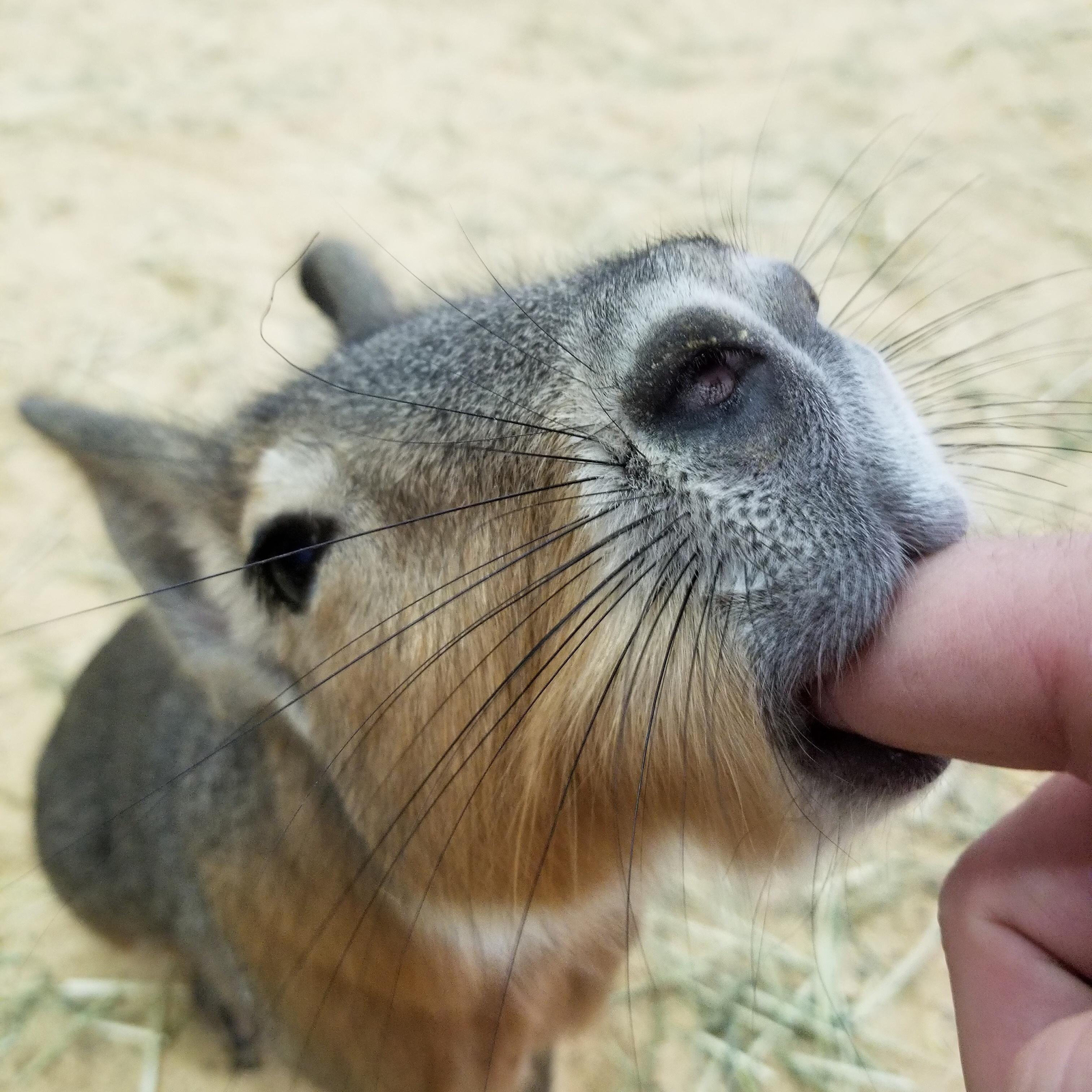Love Capybara - Longpost, Tenderness, Rodents, Birds, Capybara, Love