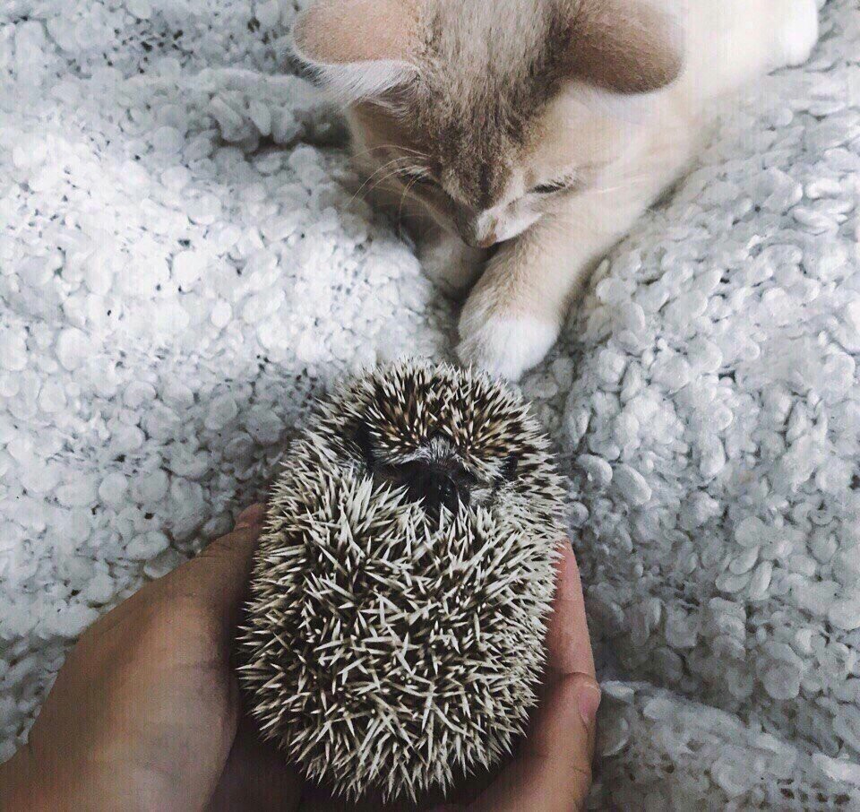 Love is evil, you will love a hedgehog - cat, Hedgehog, Love, Longpost