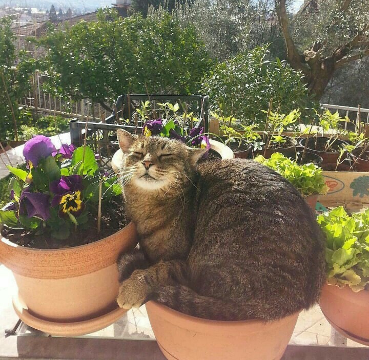 Smelled of spring - cat, Spring