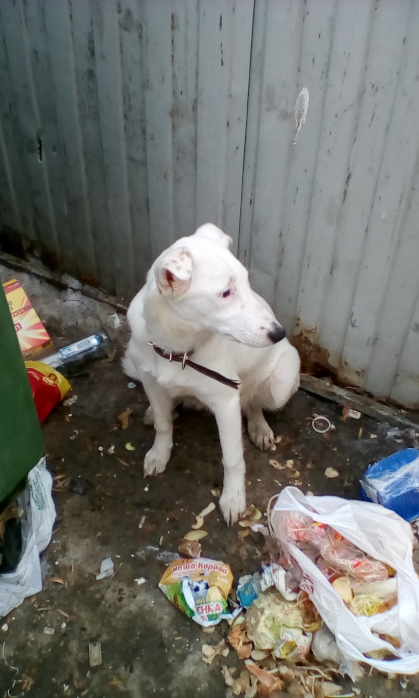 Help [Owners Found] - My, Help, Cheboksary, Dog, No rating, The photo, Help me find, Longpost