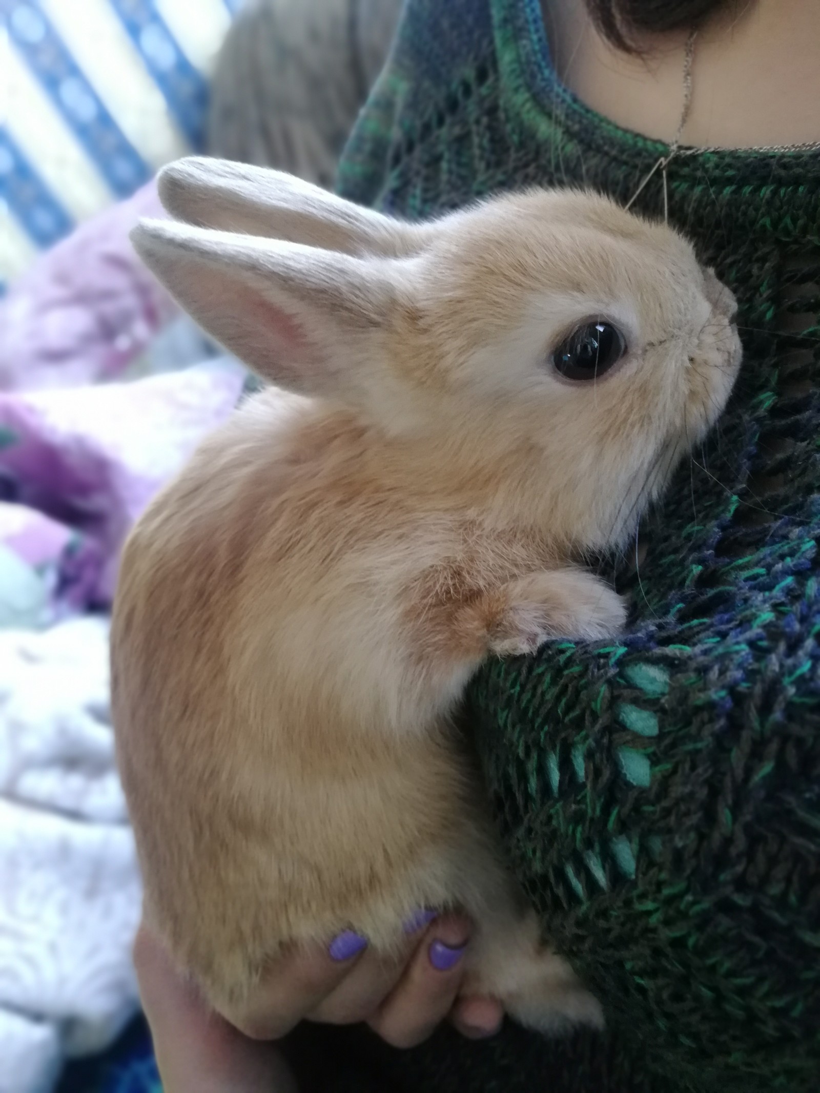 About rabbits - My, Rabbit, Pets, Longpost