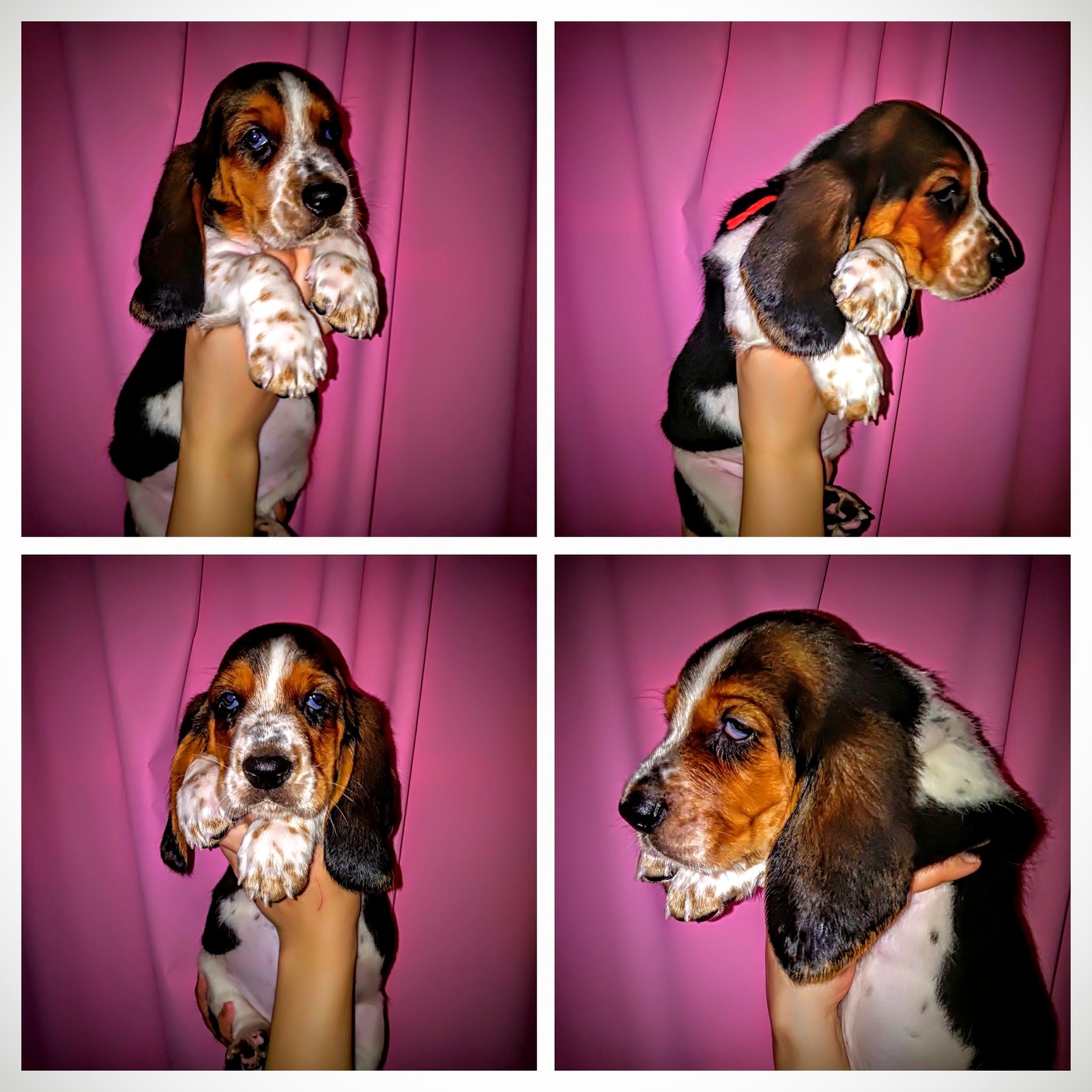 Basyatki - My, Basset Hound, , Puppies, Dog, Milota, Longpost